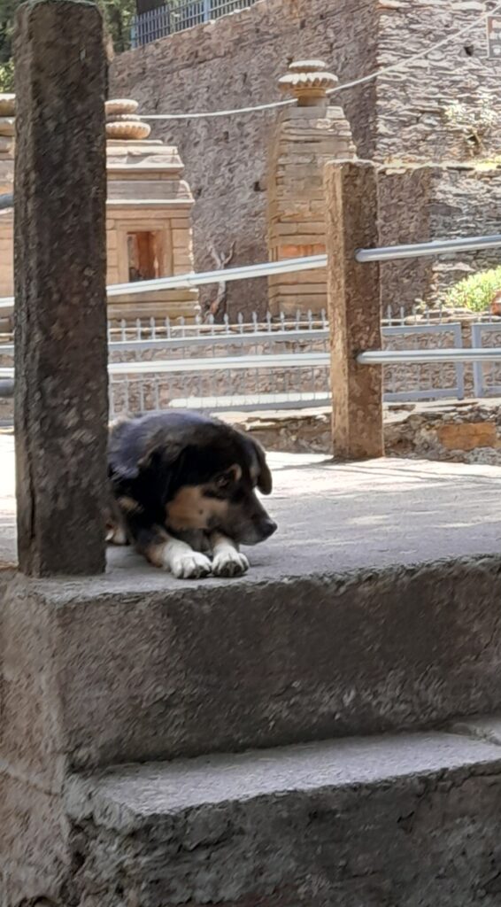 A contended dog at the Kumaon Jageshwar dham temple
