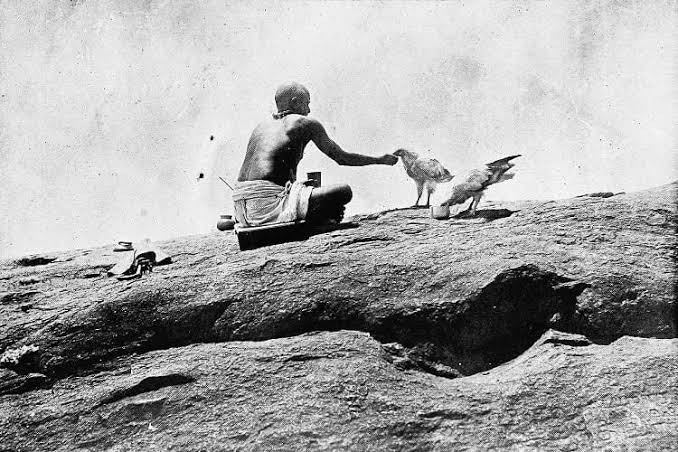 A photo of two eagles accepting rice
