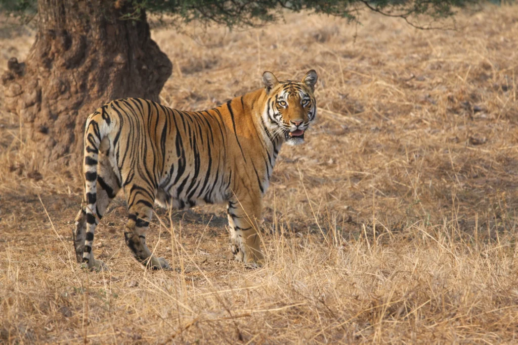 Tadoba tiger sighting