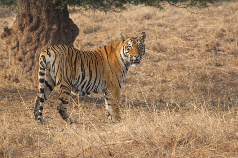 Tadoba tiger sighting