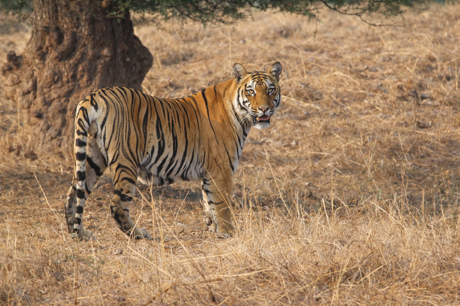 Tadoba tiger sighting