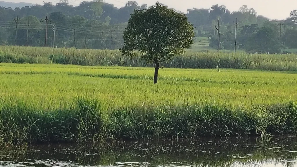 Amboli Konkan rice fields