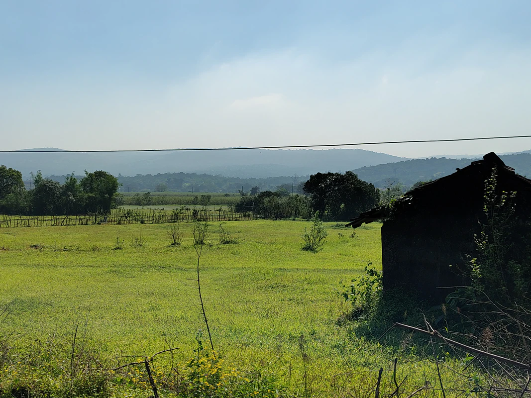 Konkan field in the morning sunlight