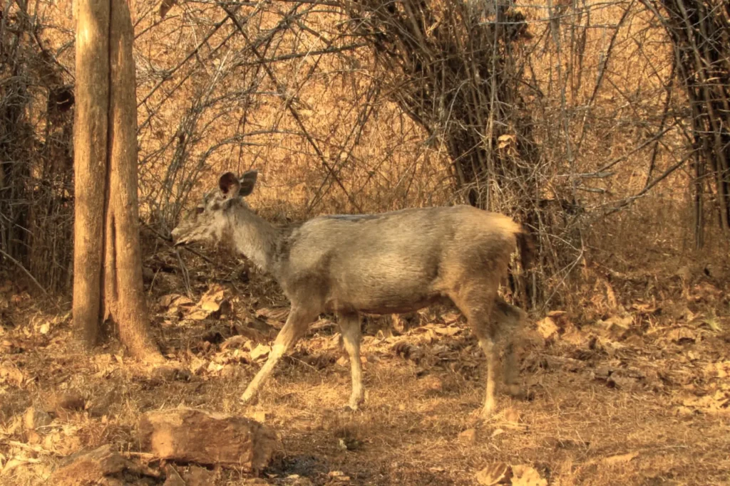 A deer in the tiger reserve