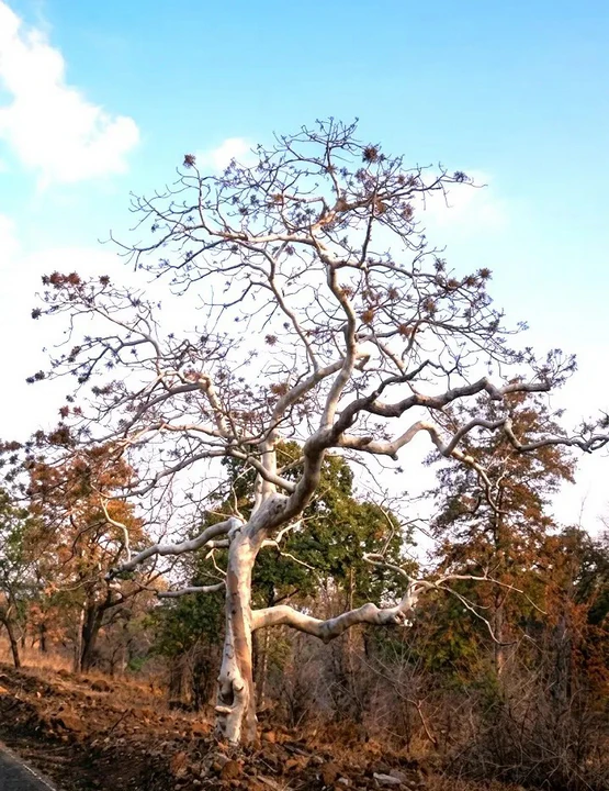 The ghost tree of Tadoba 