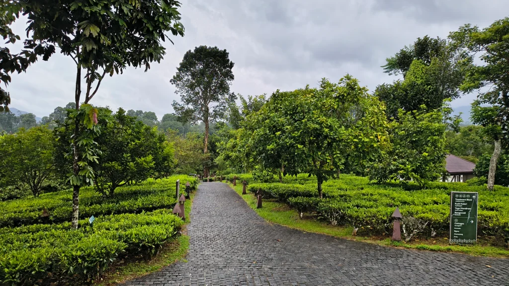 Tea Gardens Wayanad Kerala
