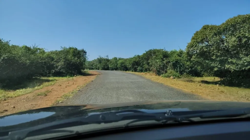 A road in the middle of orchards in Ratnagiri Konkan