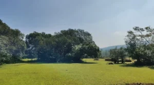 Ratnagiri orchards