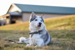 white and black siberian husky on green grass field