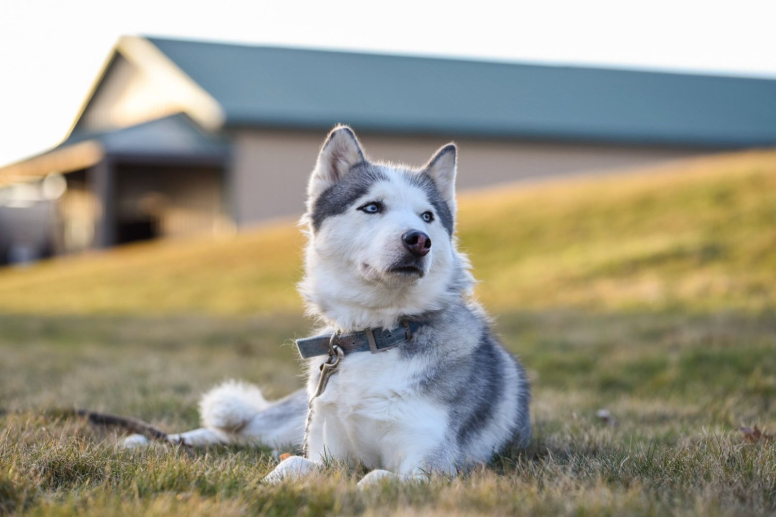 white and black siberian husky on green grass field