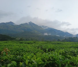 The tea gardens of wayanad