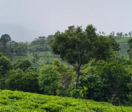 Tea Garden Wayanad Kerala