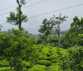 Green Tea Garden Wayanad Kerala