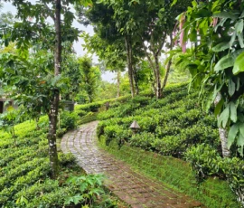 Wet and ready for more rain Wayanad Kerala