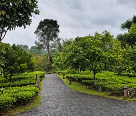 Tea Gardens Wayanad Kerala