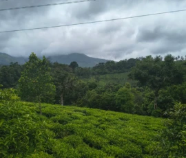 Mountains and tea Gardens Wayanad Kerala