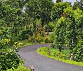 Road in Tea Garden Wayanad Kerala